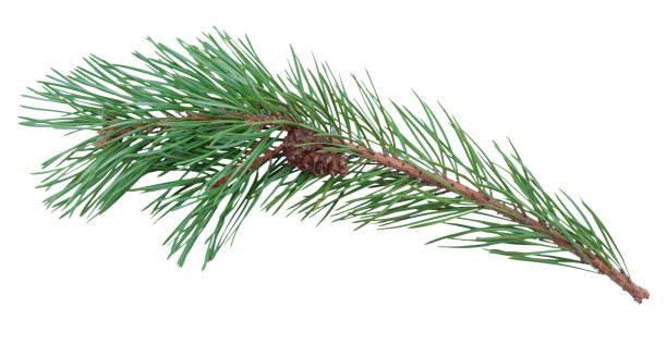 istock Pine branch with cones isolated on white 2043245967