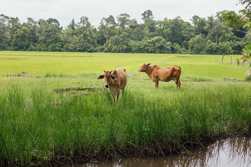 Two brown Bramen cows are standing in a green paddy field beside a stream. The stream is in the foreground with trees in the background