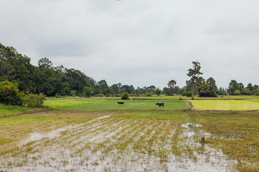 A wide view of a Cambodian flooded paddy field shows two water buffalo mid-distance, they are looking at the camera. It is a cloudy day. The fields are surrounded by trees. The crops are at varying stages of growth, depicted by the different hues of green.