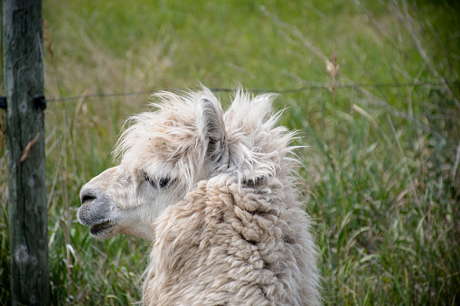 White Alpaca, a white alpaca in a green meadow. Selective focus on the head of the alpaca. photo of head.