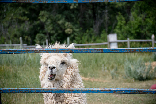 Llama (Lama glama). Domestic animal.