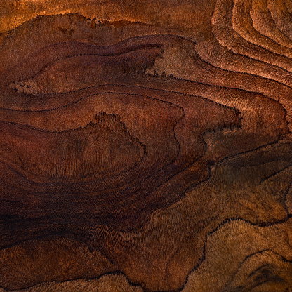 Abstract wood texture as background, macro view