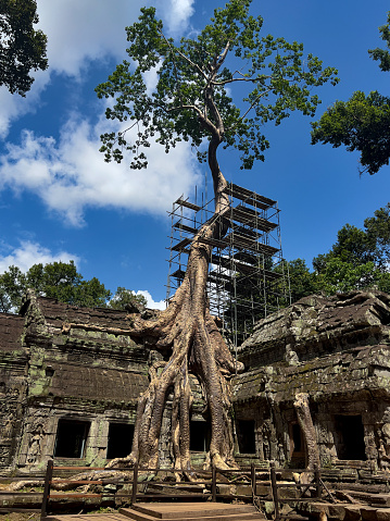 A vertical image of scaffolding surrounding a  famous tree growing out of the Ta Prohm Temple. This is the location of the world famous ,'Tomb Raider,' Hollywood film, whose main character was , 'Laura Croft.' This  impressive  jungle take over, of the  temple's architecture, has given the site one of the most trees in the world.