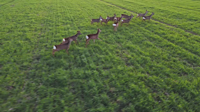 SLO MO High Angle Drone Shot of White-Tailed Deer Herd Running on Green Agricultural Land during Daytime