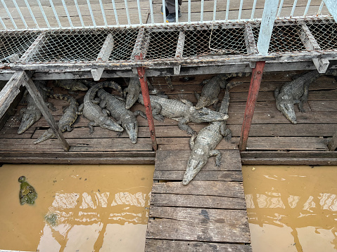 The Siamese crocodile is a medium-sized freshwater crocodile native to Indonesia, Brunei, East Malaysia, Laos, Cambodia, Myanmar, Thailand and Vietnam. These large specimens are farmed for meat and for tourists to gaze upon. With T shaped, wooden planking, hosting approximately ten of the animals, the remaining crocodile is partially submerged in the brown water.