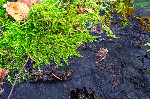 Green moss on a blackened stump in the forest