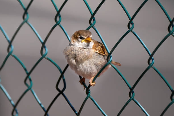 Image of a sparrow preening its feathers