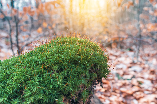 Green moss in the forest among fallen leaves