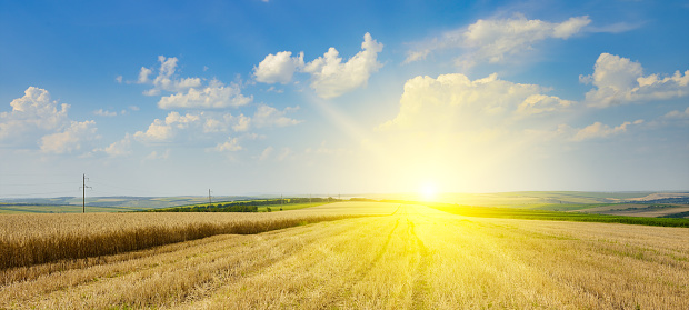 Stubble in a harvested wheat field and bright sun on horizon.