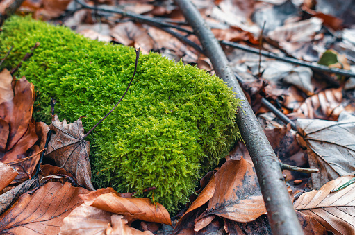 Green moss in the forest among fallen leaves