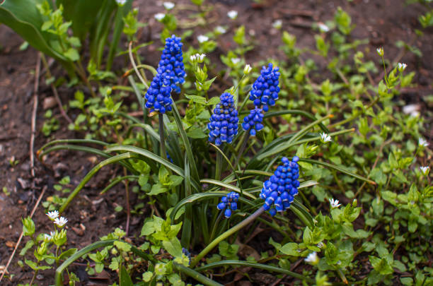 Beautiful bright blue Muscari latifolium or broad-leaved grape hyacinth Beautiful bright blue Muscari latifolium or broad-leaved grape hyacinth, growing on the meadow in a forest muscari latifolium stock pictures, royalty-free photos & images