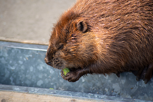 The North American Beaver (Castor canadensis), one of only two surviving Beaver species.