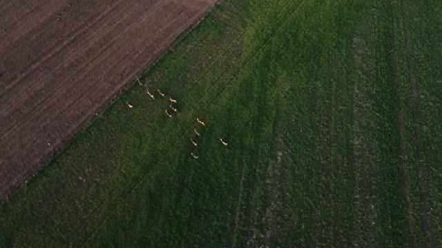 SLO MO Directly above Aerial Drone Footage of Deer Herd Running on Agricultural Field