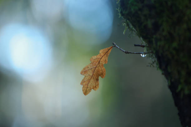 istock Last oak leaf. Autumn leaves in the forest. 2043323048