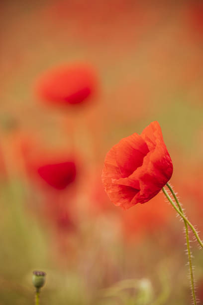 istock Rural Oxfordshire Poppy Field 2043323557