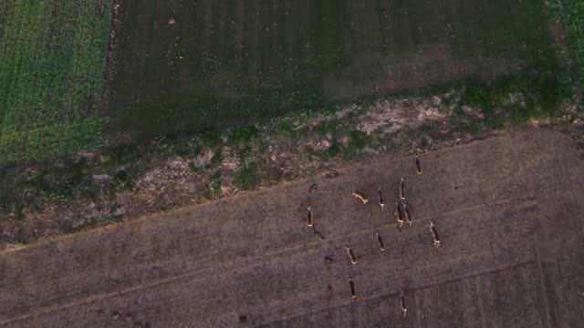 SLO MO Overhead Aerial Drone Footage of Herd of Deer Running on Agricultural Landscape