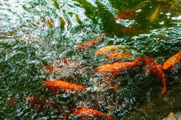 The koi in the water