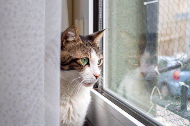 istock The tabby cat is watching out the window, there is a reflection in the glass. 2043330635
