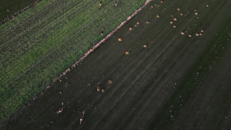 SLO MO Drone Footage of Herd of Deer Running on Harvested Agricultural Landscape against Sky