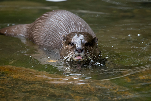 river otter coming out of the water