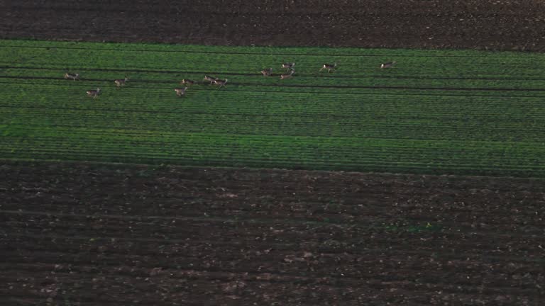SLO MO Aerial Drone Footage of Deer Herd Running on Agricultural Landscape against Sky