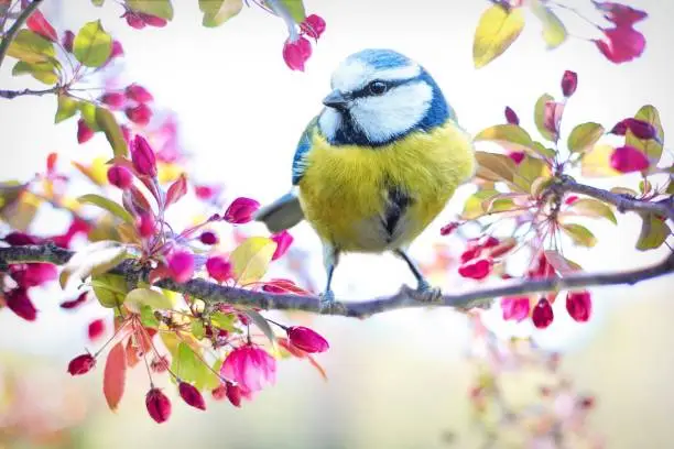 A blue tit perched on a blossoming branch, against a backdrop of fresh green leaves. Nature's beauty captured in a moment.