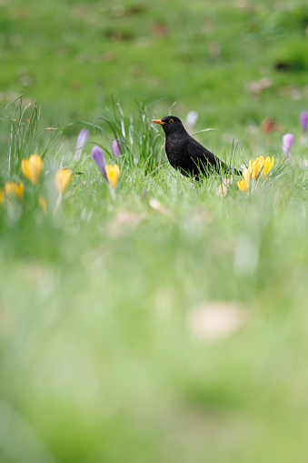 Blackbird in the grass of Parc Monceau, Paris