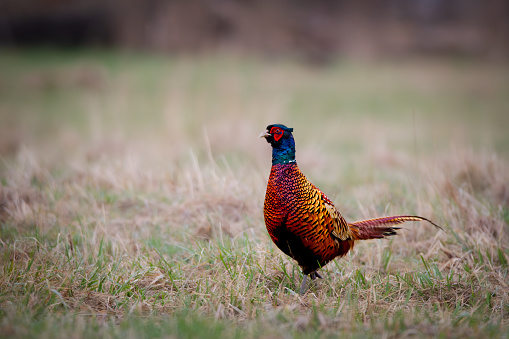 Male Pheasant (Phasianus colchicus) On a meadow in spring