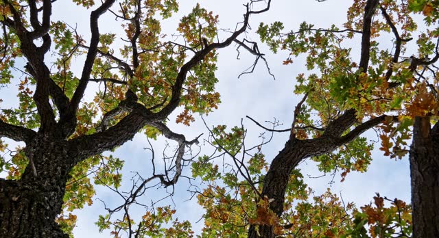 View of the crown of an oak tree in autumn, from the bottom up, covered with yellow and green leaves against the background of a blue sky. The camera rotates