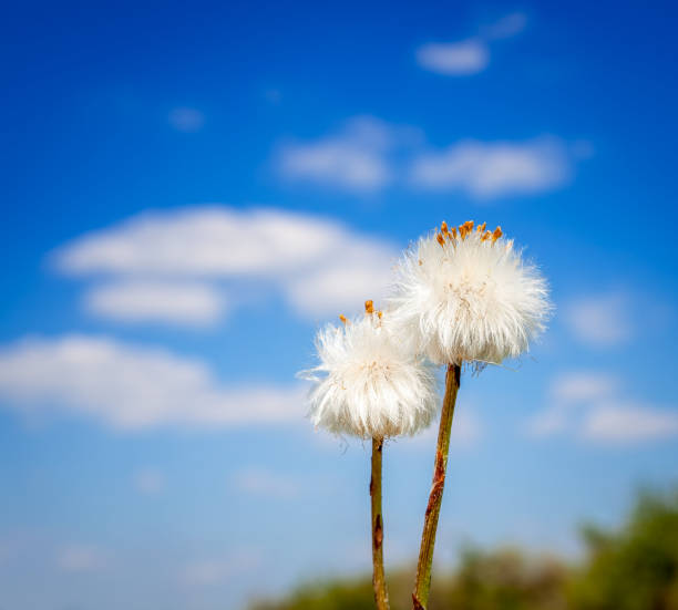 Dandelion flower field over blue sky
