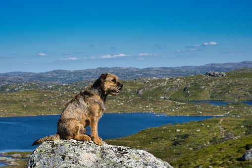 A brown dog sits on a rocky ledge