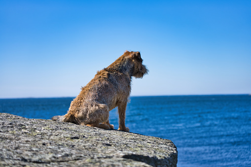 Dog sits on a boulder by the ocean, water glistening in the background