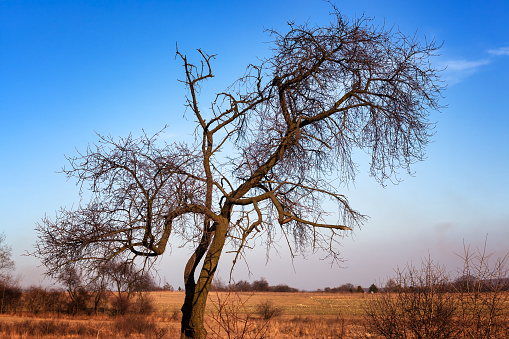 Silhouette of bare tree with erratic shaped branches