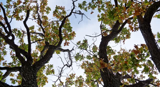 View of the crown of an oak tree in autumn, from the bottom up, covered with yellow and green leaves against the background of a blue sky. The camera rotates. A fascinating sight