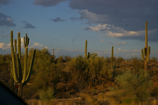 A view of saguaros in Tucson, Arizona