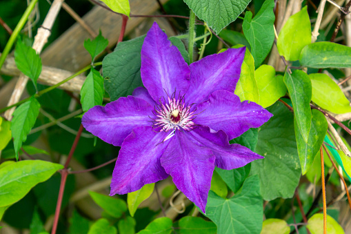 Gorgeous star shape petals of clematis the president bloom. Macro photo beautiful purple single flower on green foliage bright leaves background. Floral wallpaper.
