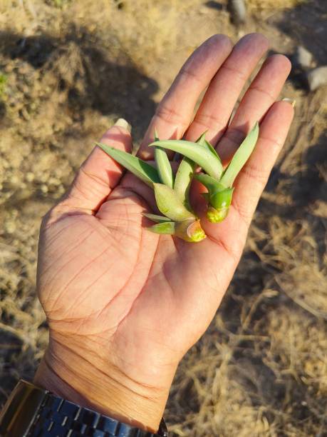 Agave Americana pups