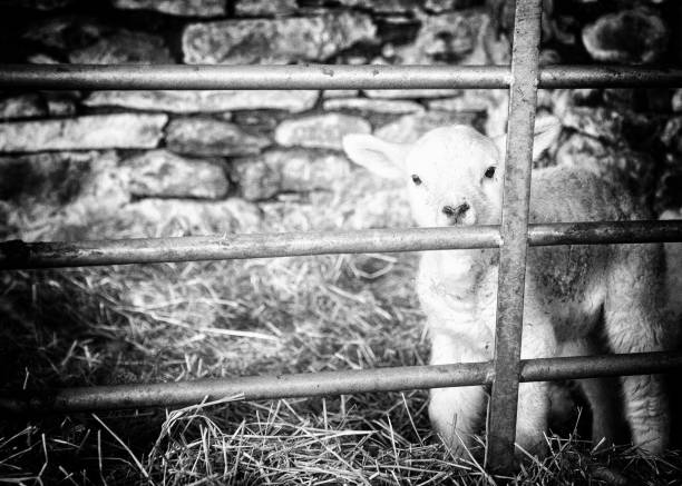 Baby Lamb Peering Out Of His Pen Baby lamb peering out of his pen.

April 2019 meek as a lamb stock pictures, royalty-free photos & images