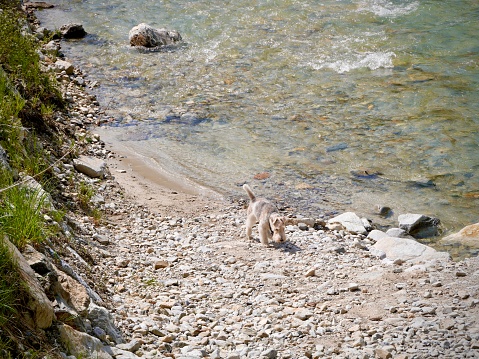 Join this joyful canine companion by the river, where pure bliss meets the serenity of flowing waters. The dog's enthusiasm mirrors the tranquil surroundings, creating a picturesque moment of friendship and nature's embrace. A riverside escape filled with wagging tails and carefree moments.