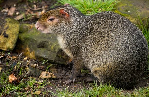 агути азара (dasyprocta azarae). - agouti стоковые фото и изображения