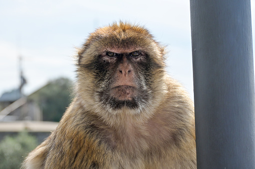 Monkey with serious look