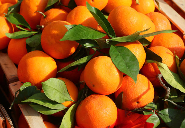 istock oranges with green leaves for sale in fruit crates 2043407621