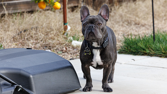 Purebred Grey French Bulldog Frenchie standing outside with Oranges and Grass in the background