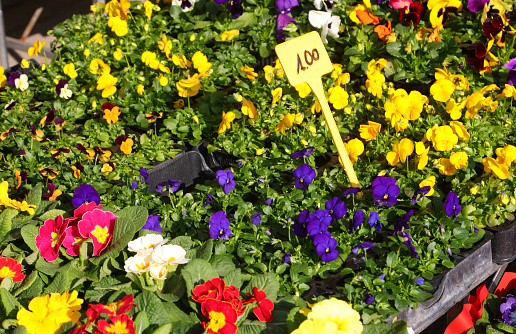 Pots of primrose blooms on sale at the flower market in spring with price