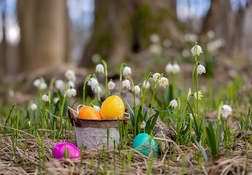 Easter egg hunt in the natural forest in spring flowers