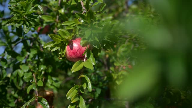 Red pomegranate growing on a tree