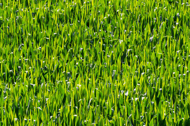 Close-up of a corn plantation in the field creating a beautiful green pattern