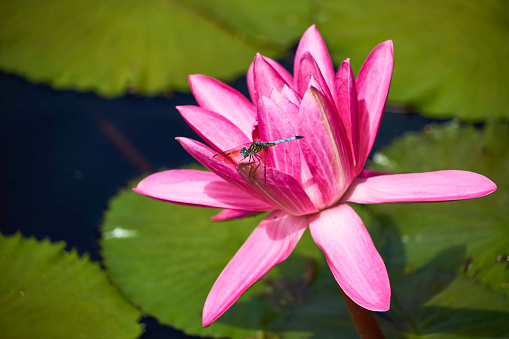Dragonfly stops on the lotus