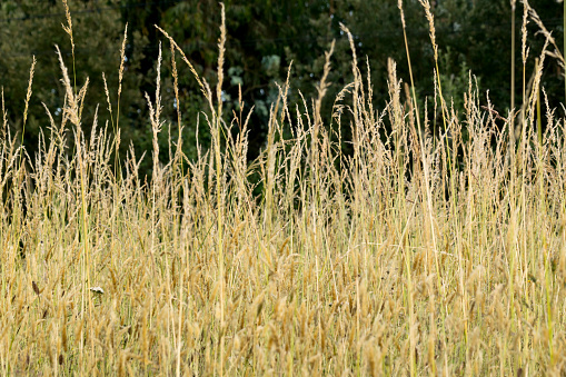 Detail of tall dry grass in a field in summer illuminated by sunlight