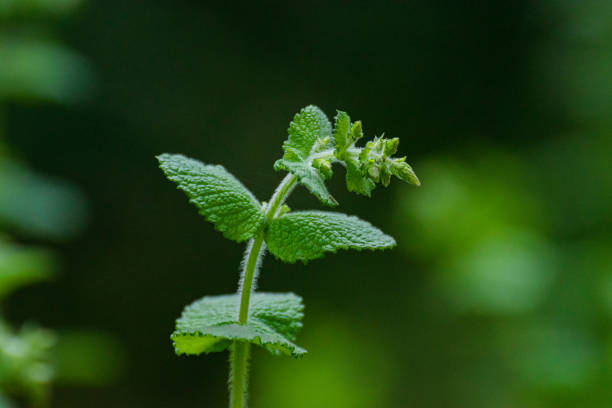 Detail of a young mint sprout at the edge of a road in the forest